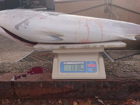 ARCADIAⅡ (アルカディアⅡ) 釣果