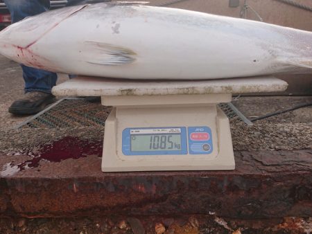 ARCADIAⅡ (アルカディアⅡ) 釣果