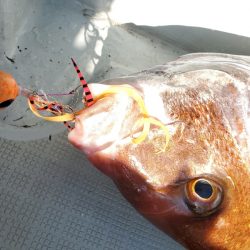 シーライオン 釣果