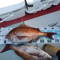 シーライオン 釣果