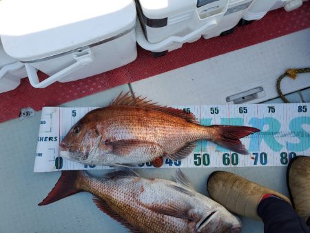 シーライオン 釣果