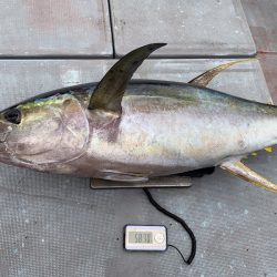 渡船屋たにぐち 釣果