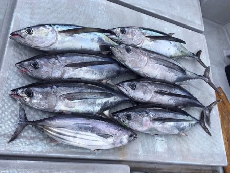 渡船屋たにぐち 釣果