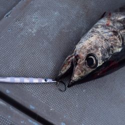 渡船屋たにぐち 釣果