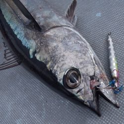 渡船屋たにぐち 釣果