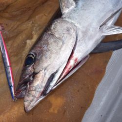 渡船屋たにぐち 釣果