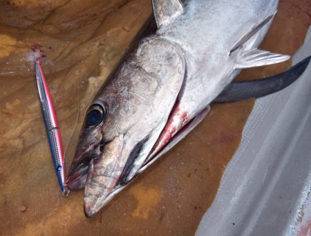 渡船屋たにぐち 釣果