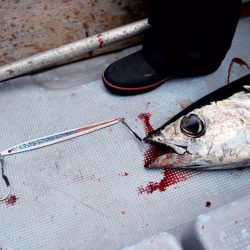 渡船屋たにぐち 釣果