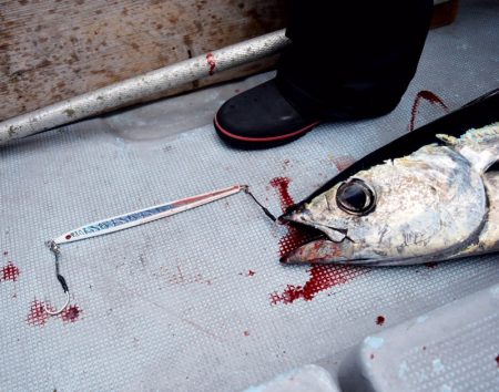 渡船屋たにぐち 釣果