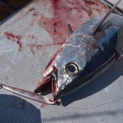 渡船屋たにぐち 釣果