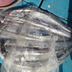 シースナイパー海龍 釣果