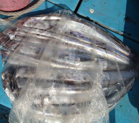 シースナイパー海龍 釣果