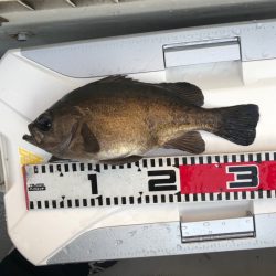 フィッシング　キッタカ 釣果