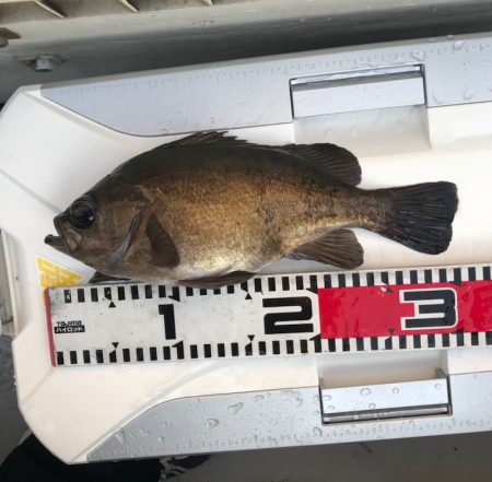 フィッシング　キッタカ 釣果