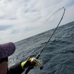 シーライオン 釣果