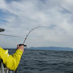 シーライオン 釣果