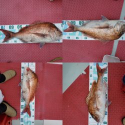 シーライオン 釣果