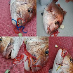 シーライオン 釣果