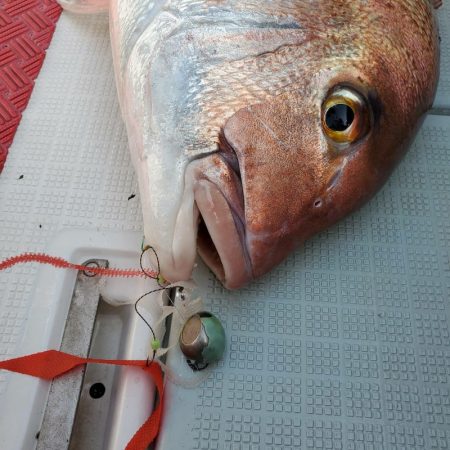 シーライオン 釣果