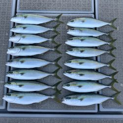 SeaRide(シーライド) 釣果