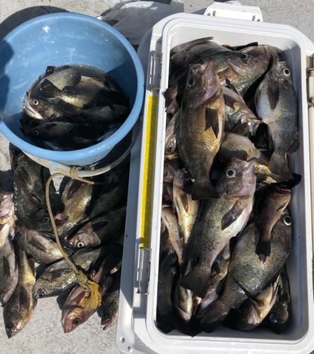 フィッシング　キッタカ 釣果