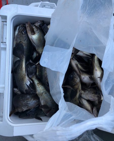 フィッシング　キッタカ 釣果