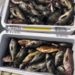 フィッシング キッタカ 釣果