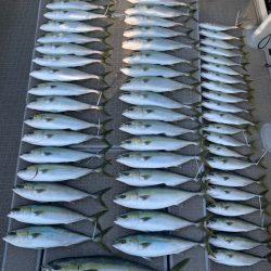 SeaRide(シーライド) 釣果