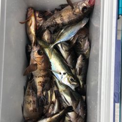 フィッシング　キッタカ 釣果