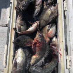 フィッシング　キッタカ 釣果