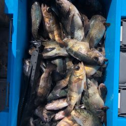 フィッシング　キッタカ 釣果