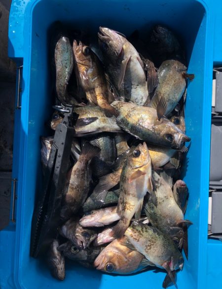 フィッシング　キッタカ 釣果