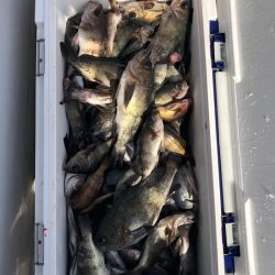 フィッシング キッタカ 釣果