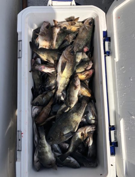 フィッシング キッタカ 釣果