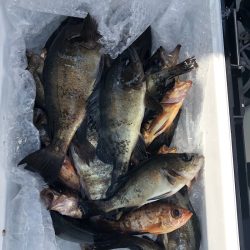 フィッシング　キッタカ 釣果