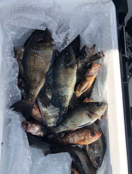 フィッシング　キッタカ 釣果