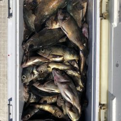 フィッシング　キッタカ 釣果