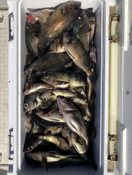 フィッシング　キッタカ 釣果