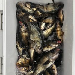 フィッシング　キッタカ 釣果