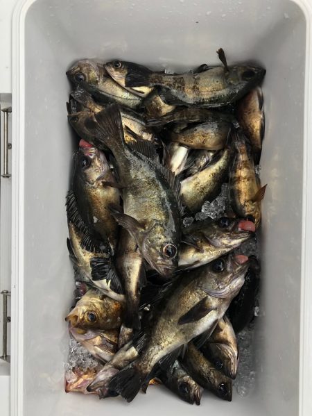 フィッシング　キッタカ 釣果