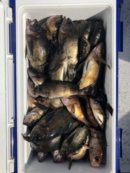 フィッシング　キッタカ 釣果