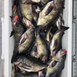 フィッシング　キッタカ 釣果