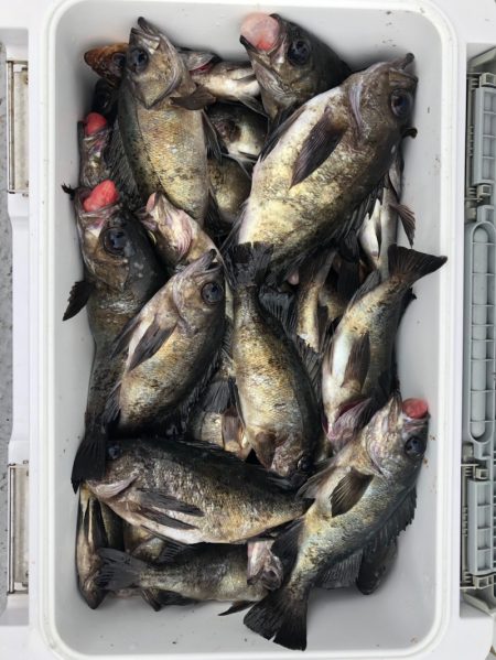 フィッシング　キッタカ 釣果