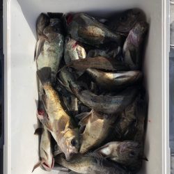 フィッシング キッタカ 釣果