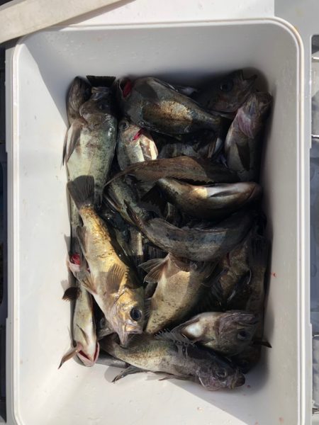 フィッシング キッタカ 釣果