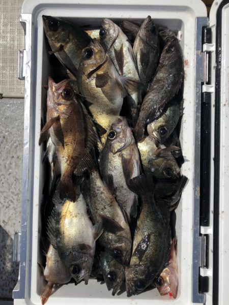 フィッシング　キッタカ 釣果