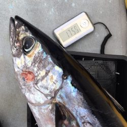 渡船屋たにぐち 釣果