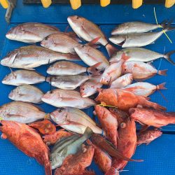 釣鯛洋 釣果