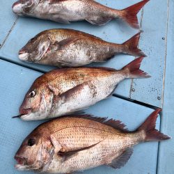 第二八坂丸 釣果