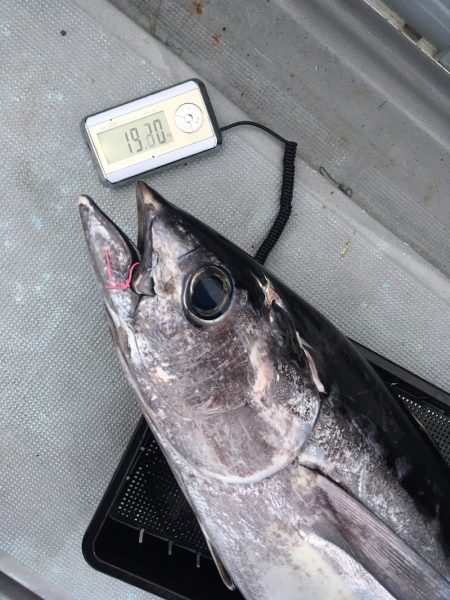 渡船屋たにぐち 釣果